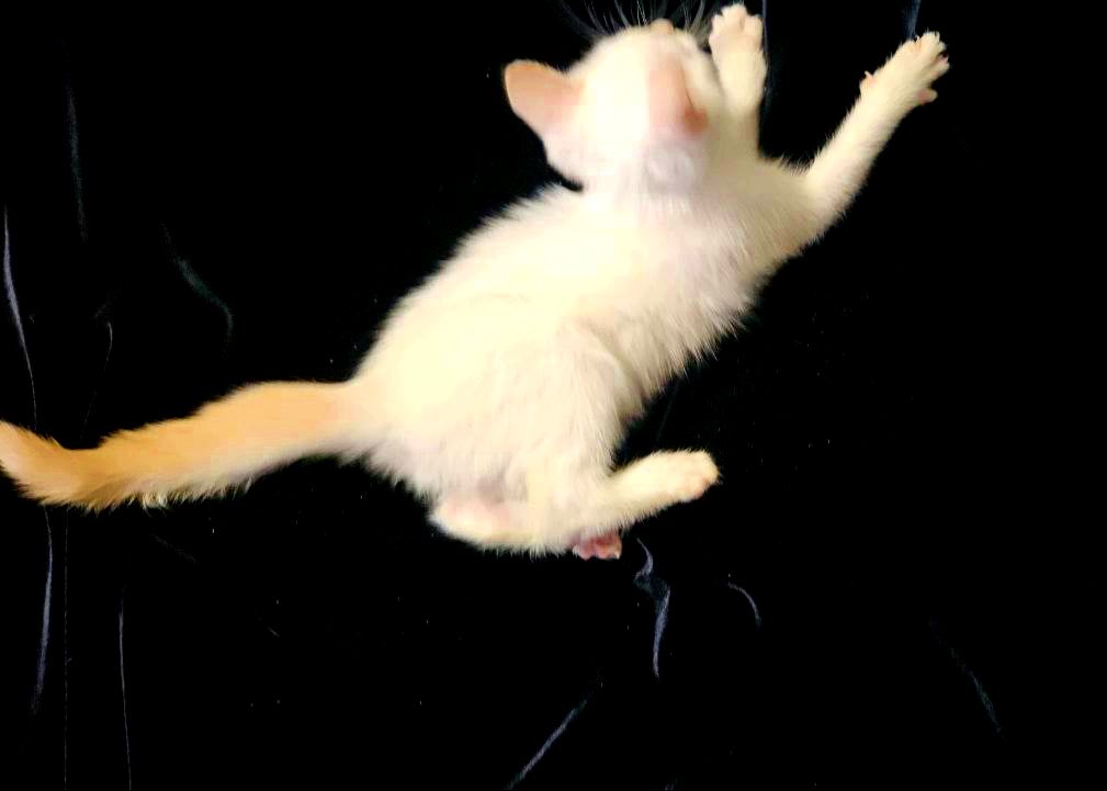 Чистокровный тайский котенок ред поинт.