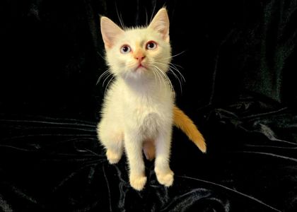 Чистокровный тайский котенок ред поинт.