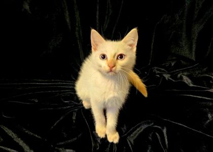 Чистокровный тайский котенок ред поинт.