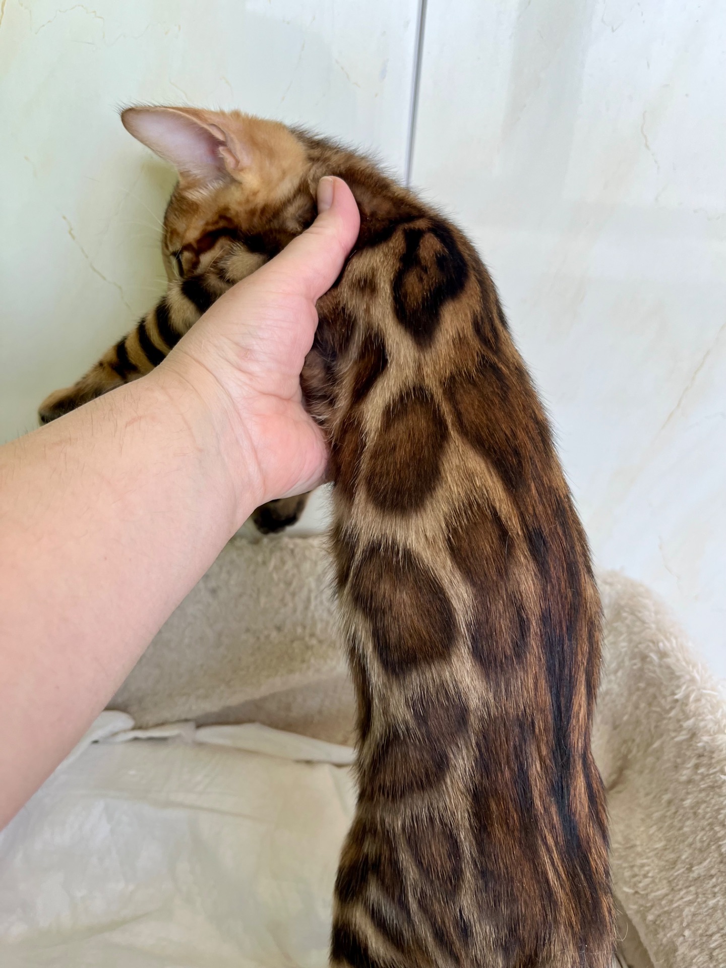 Кошенята бенгальські