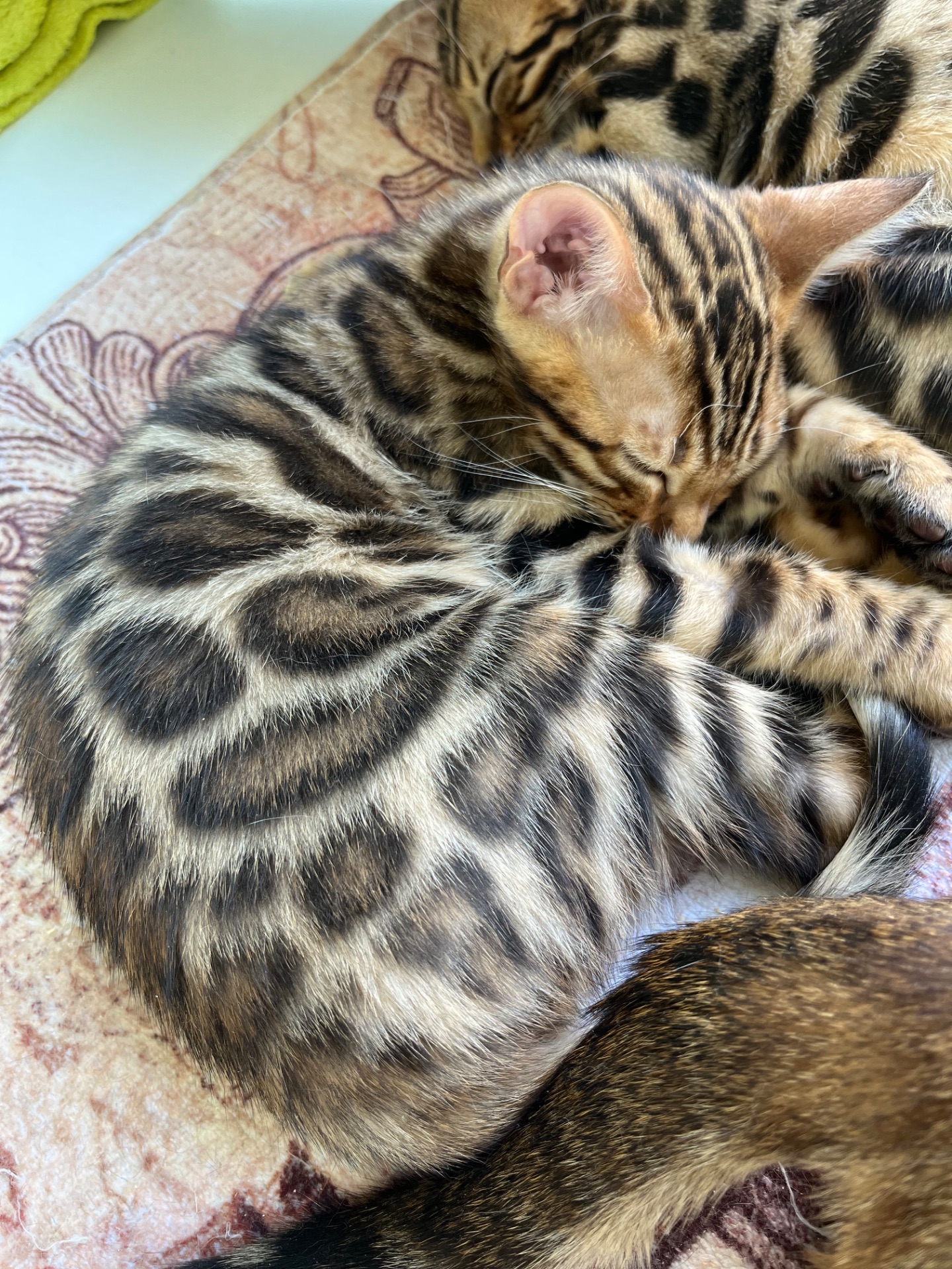 Кошенята бенгальські