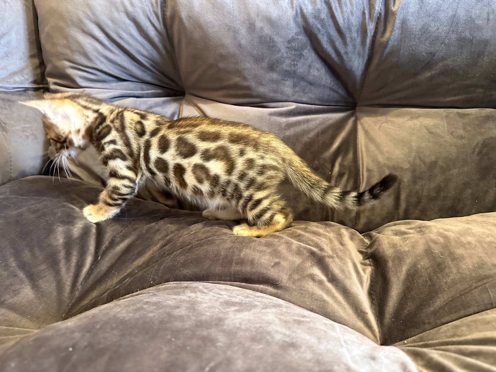 Бенгальський кошеня хлопчик