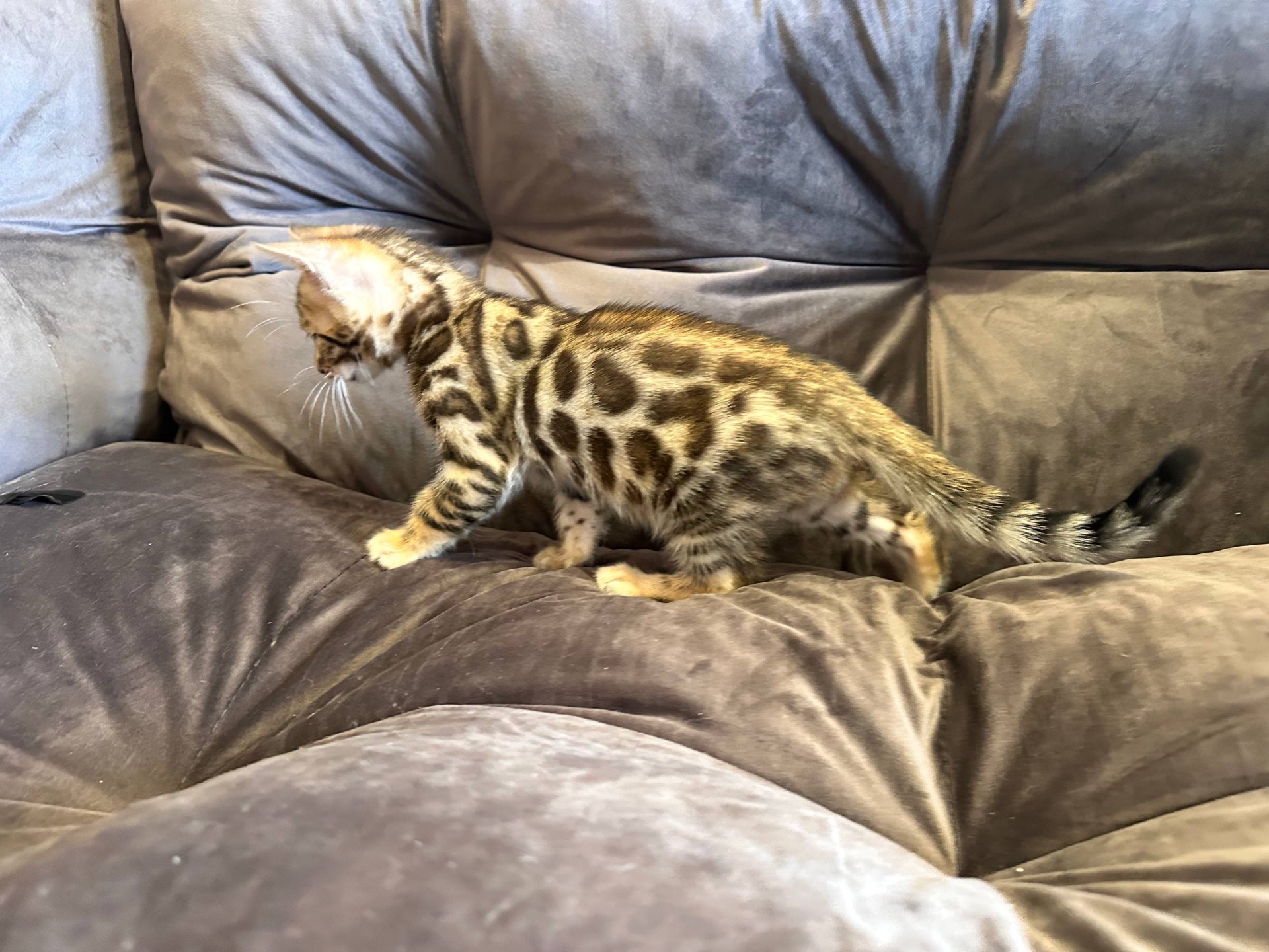 Бенгальський кошеня хлопчик