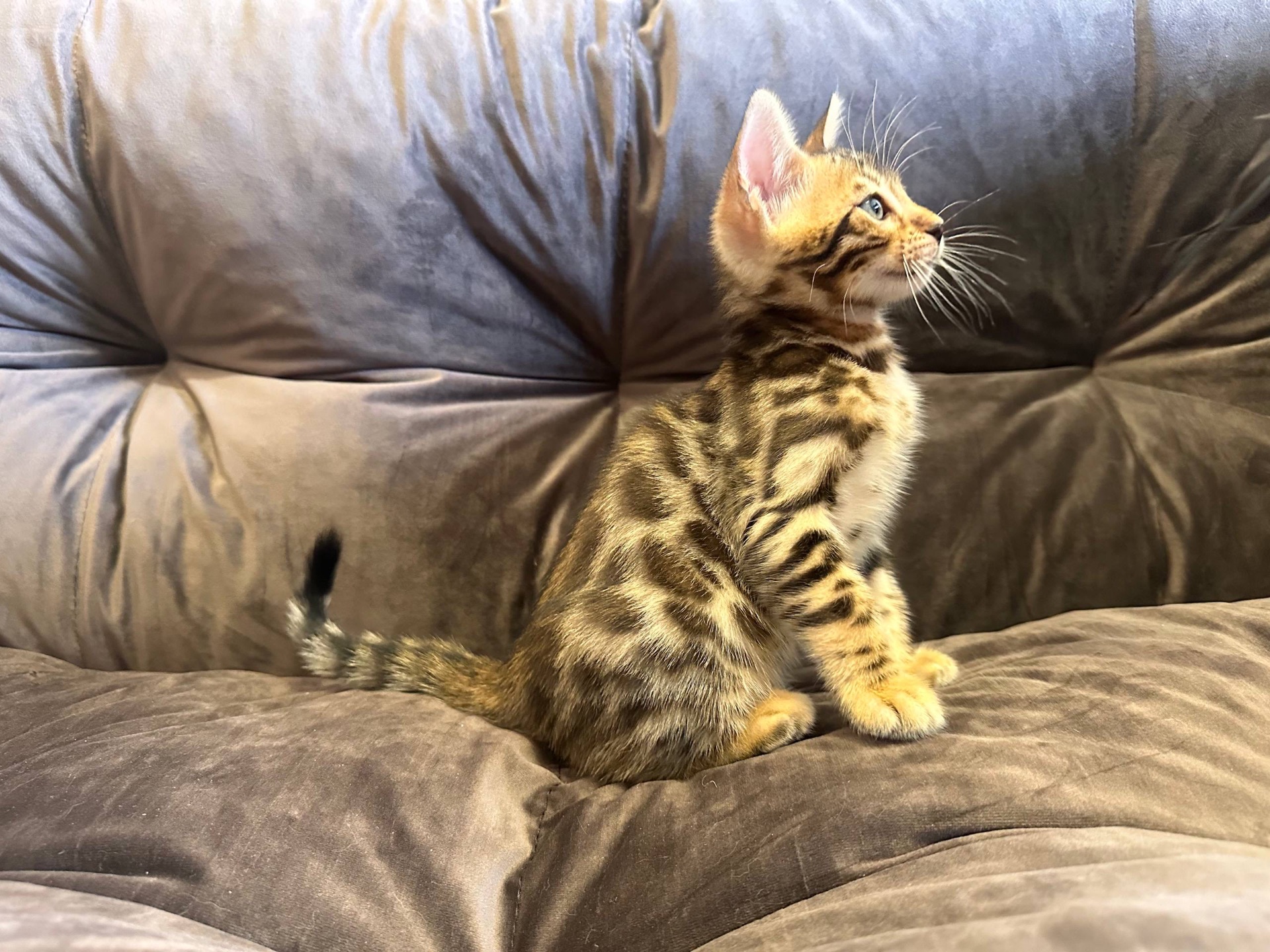 Бенгальський кошеня хлопчик