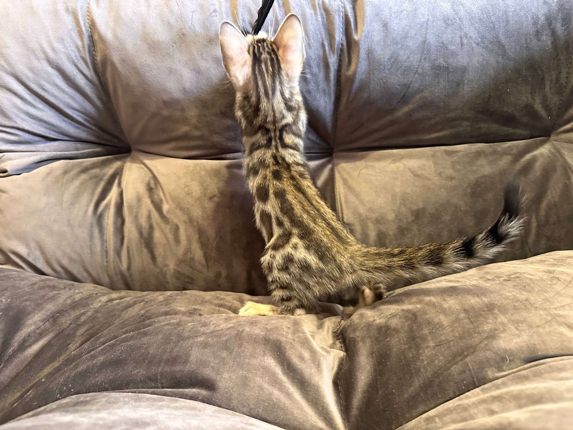 Бенгальске кошеня хлопчик
