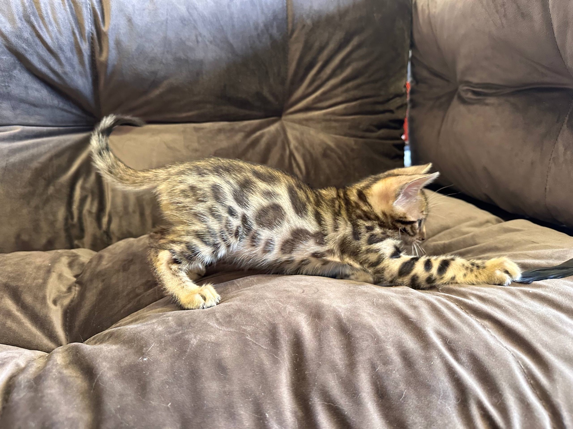 Бенгальске кошеня хлопчик