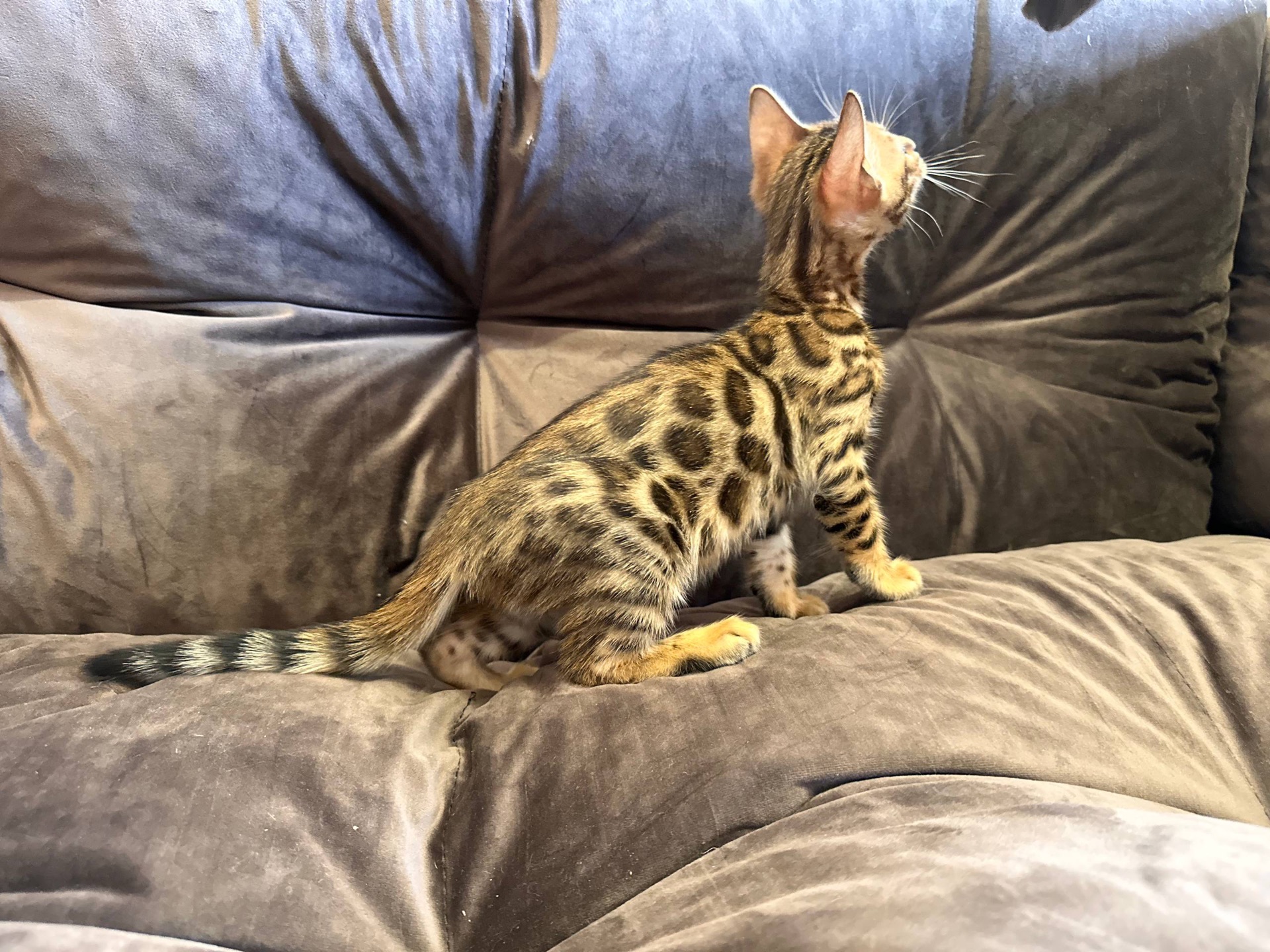 Бенгальська кошеня дівчинка