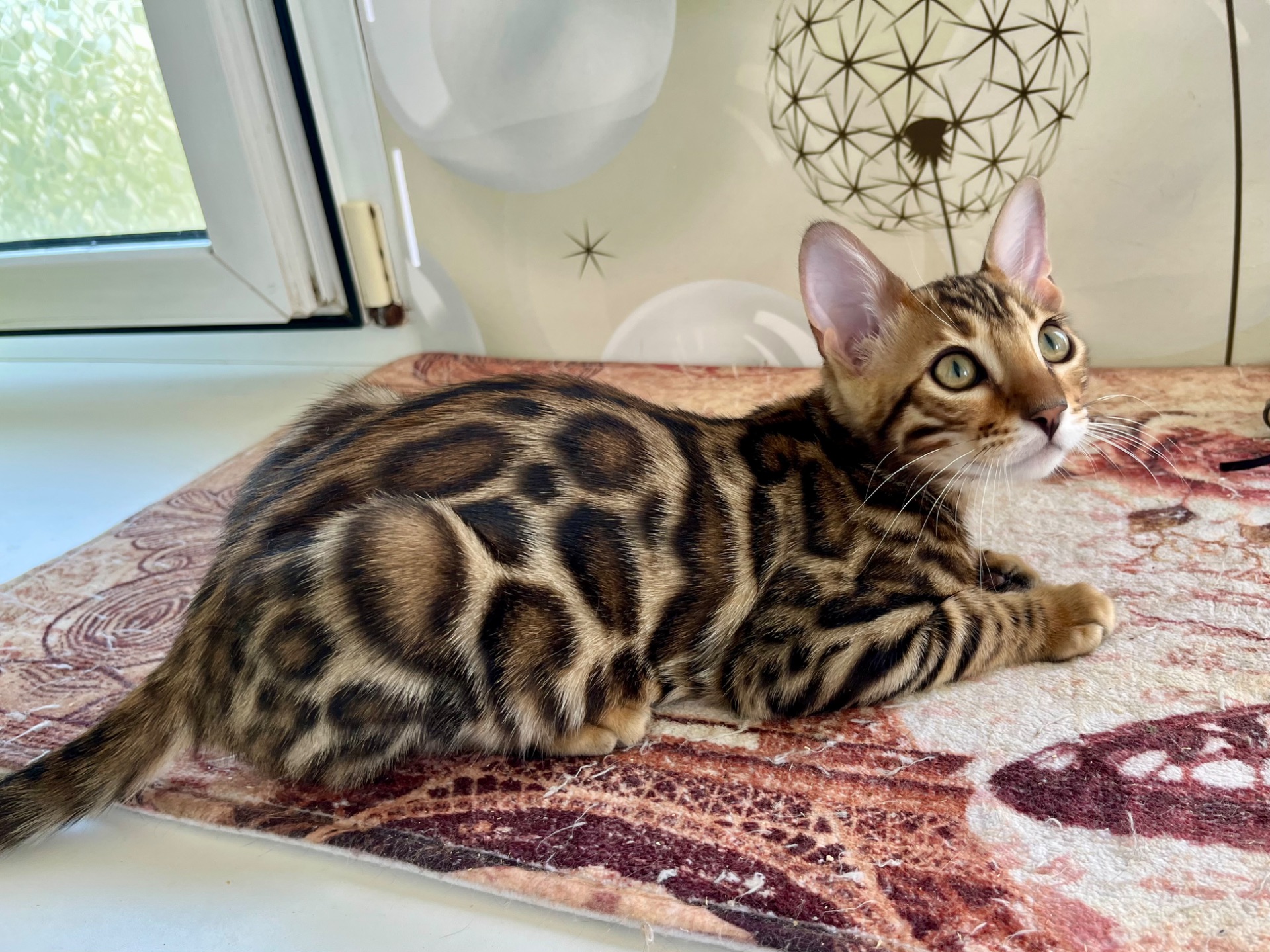 Кошенята бенгальські
