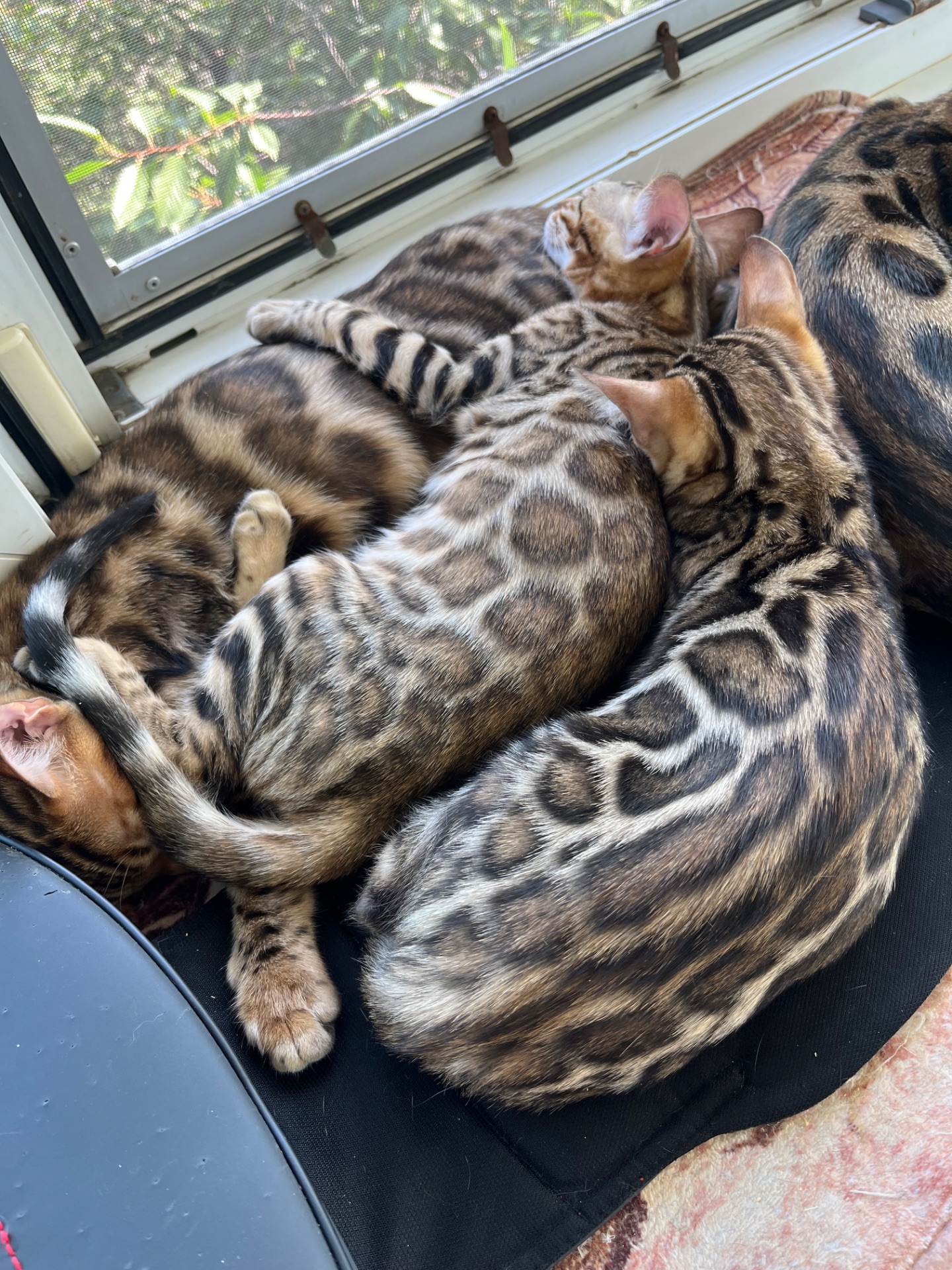 Кошенята бенгальські
