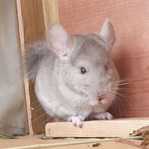 Маленький самец шиншиллы бежевый носитель фиолета и ангоры