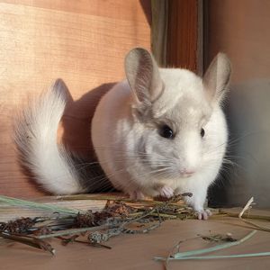 Самец шиншиллы (юниор) белый эбони носитель фиолета и ангоры