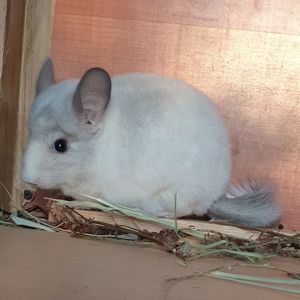 Самец шиншиллы (юниор) белый фиолет эбони носитель ангоры