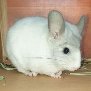 Самец шиншиллы (юниор) белый фиолет эбони носитель ангоры