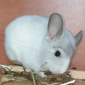 Самец шиншиллы (юниор) белый фиолет эбони носитель ангоры