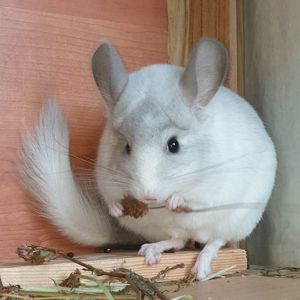 Самец шиншиллы (юниор) белый эбони носитель фиолета и ангоры