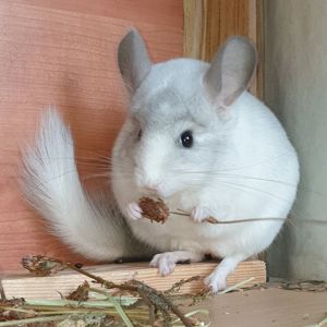 Самец шиншиллы (юниор) белый фиолет эбони носитель ангоры
