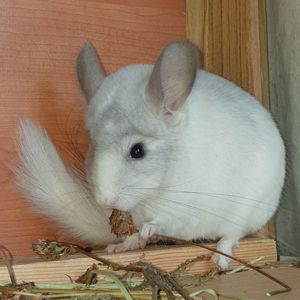 Самец шиншиллы (юниор) белый фиолет эбони носитель ангоры