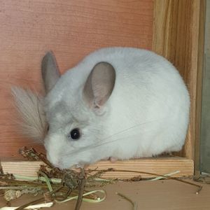 Самец шиншиллы (юниор) белый фиолет эбони носитель ангоры