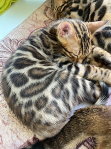 Кошенята бенгальські