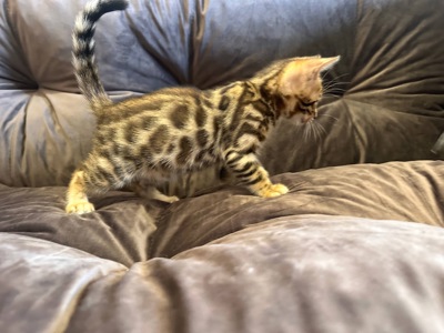 Бенгальський кошеня хлопчик