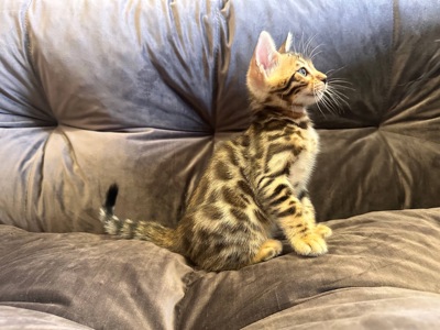 Бенгальський кошеня хлопчик