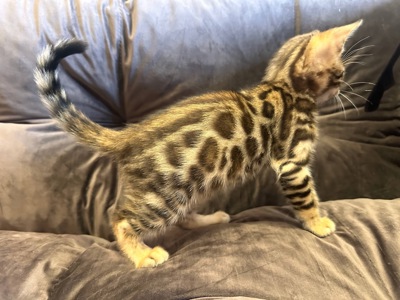 Бенгальський кошеня хлопчик