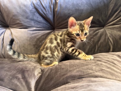 Бенгальський кошеня хлопчик