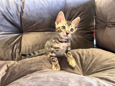 Бенгальске кошеня хлопчик