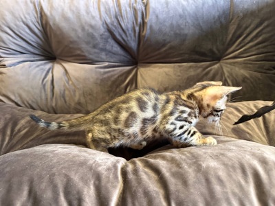 Бенгальске кошеня хлопчик