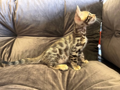 Бенгальске кошеня хлопчик