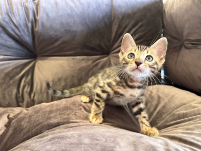 Бенгальске кошеня хлопчик