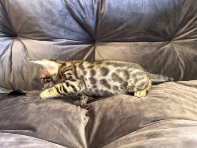 Бенгальске кошеня хлопчик