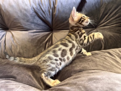 Бенгальске кошеня хлопчик