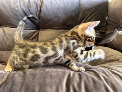 Бенгальске кошеня хлопчик