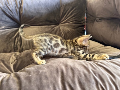 Бенгальске кошеня хлопчик