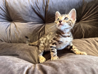 Бенгальске кошеня хлопчик