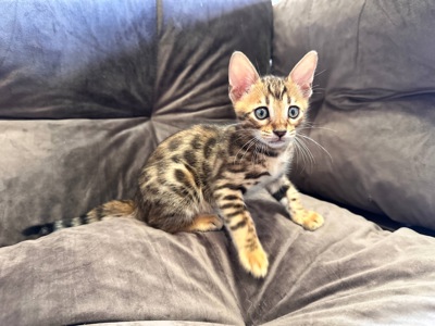 Бенгальська кошеня дівчинка