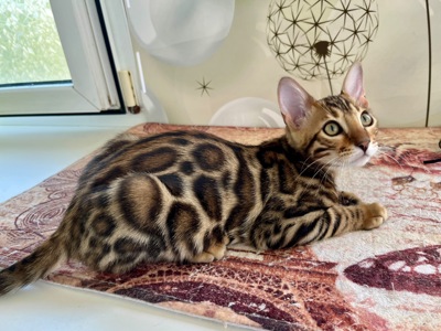 Кошенята бенгальські