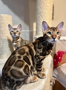 Кошенята бенгальські