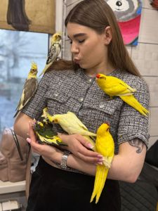 Попугай Какарик, птенцы ручные выкормыши и другие