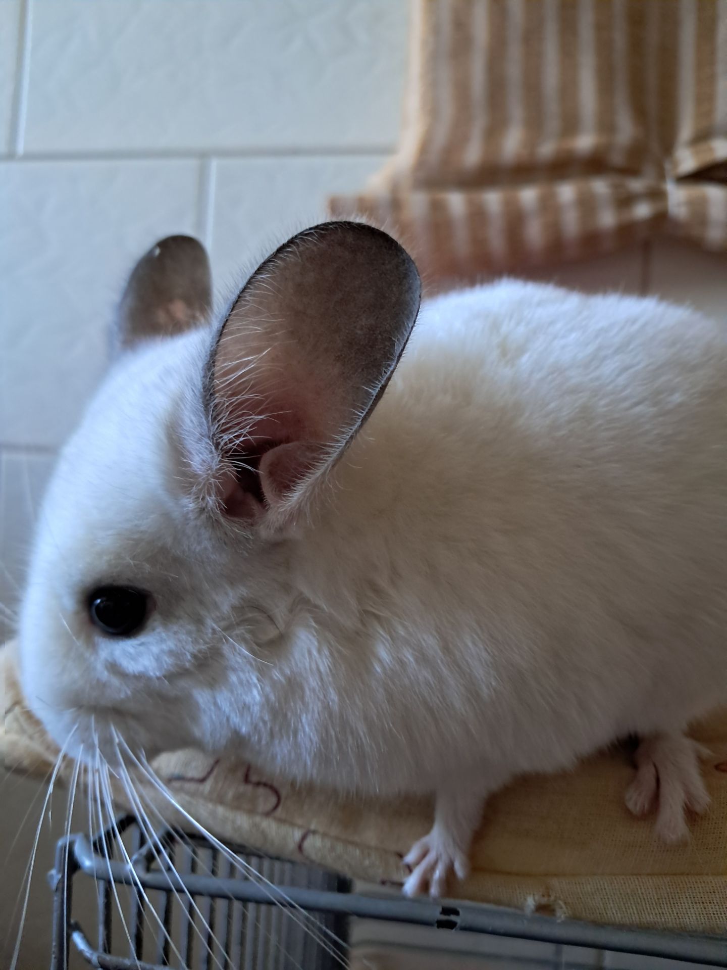 Шиншила, хлопчик 3 міс, Львів