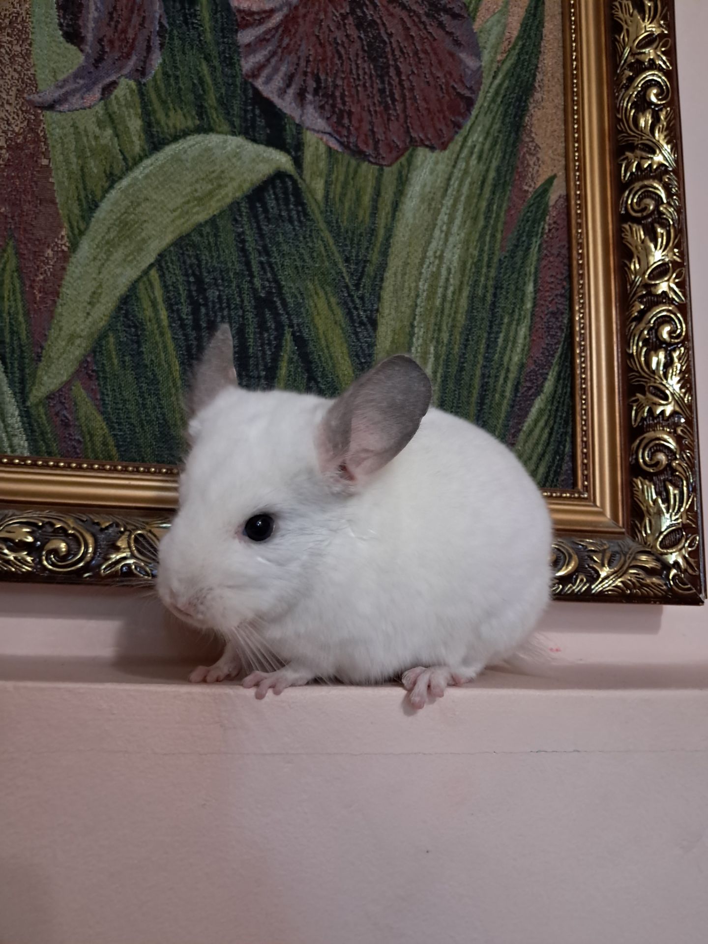 Шиншила, хлопчик 3 міс, Львів