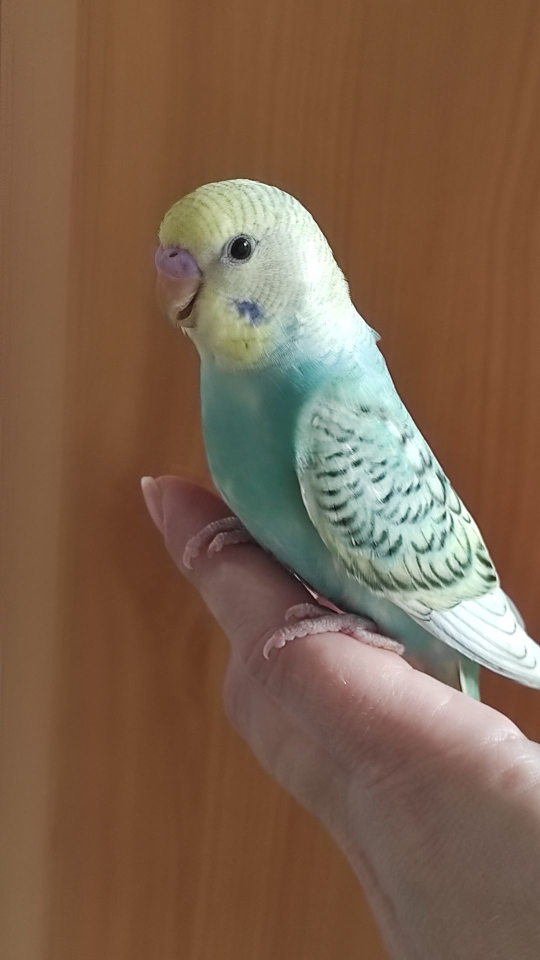 Радужные попугайчики