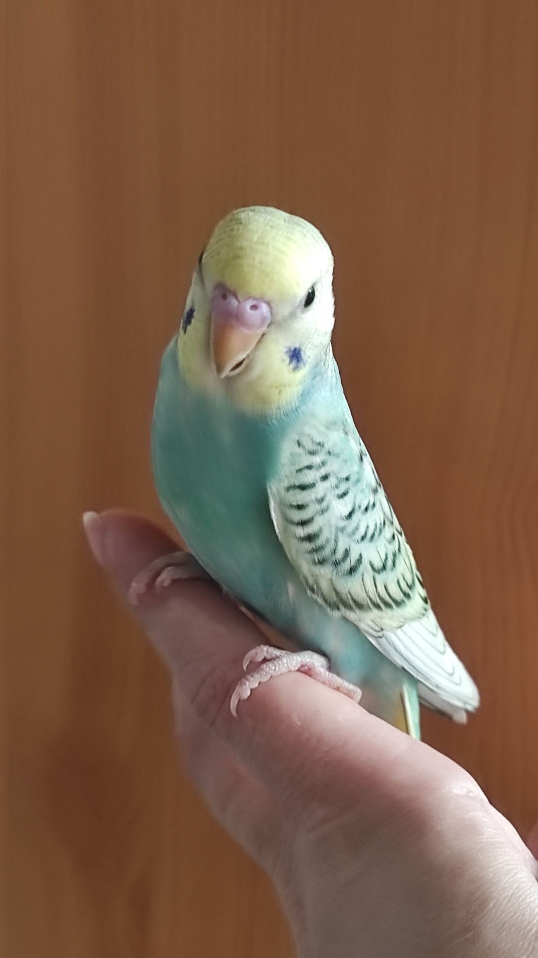 Радужные попугайчики