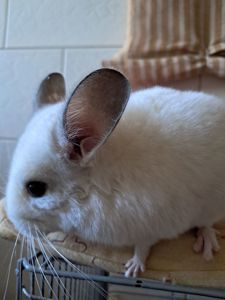 Шиншила, хлопчик 3 міс, Львів