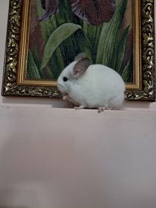Шиншила, хлопчик 3 міс, Львів