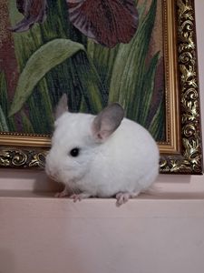 Шиншила, хлопчик 3 міс, Львів