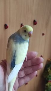 Радужные попугайчики