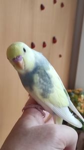 Радужные попугайчики