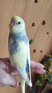 Радужные попугайчики